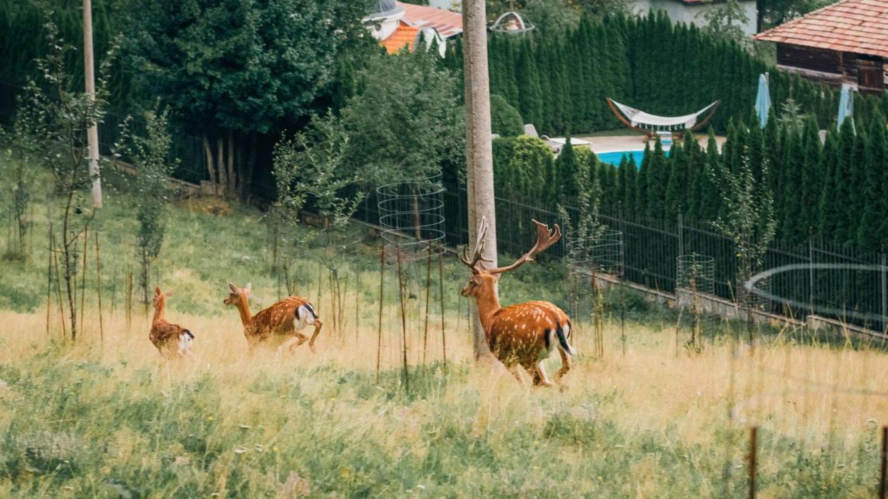 Chalet Balkan Walewci Zewnętrze zdjęcie